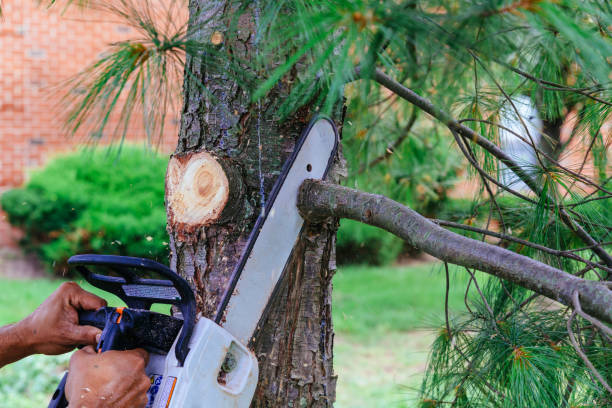 How Our Tree Care Process Works  in Martindale, TX